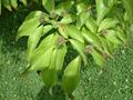 Cornus Florida